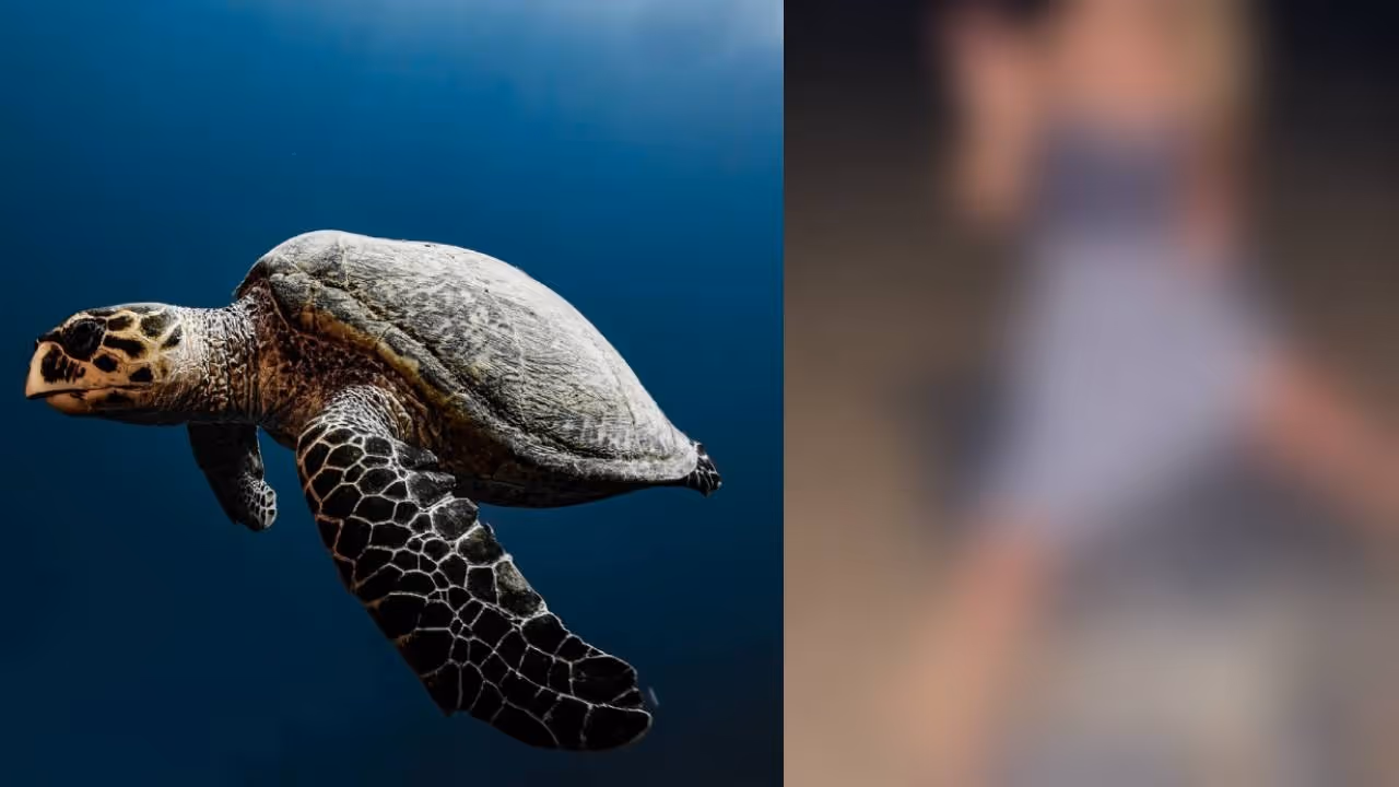 Turtle Turtle