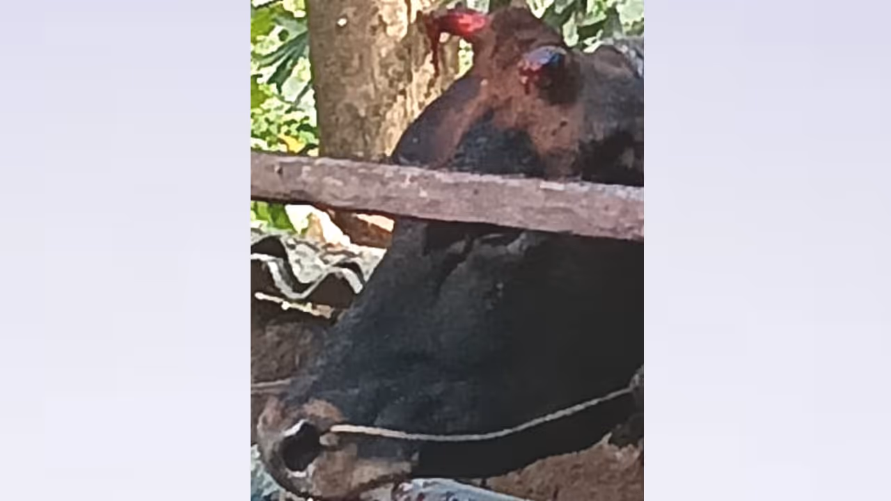 Rabies infected dairy cow