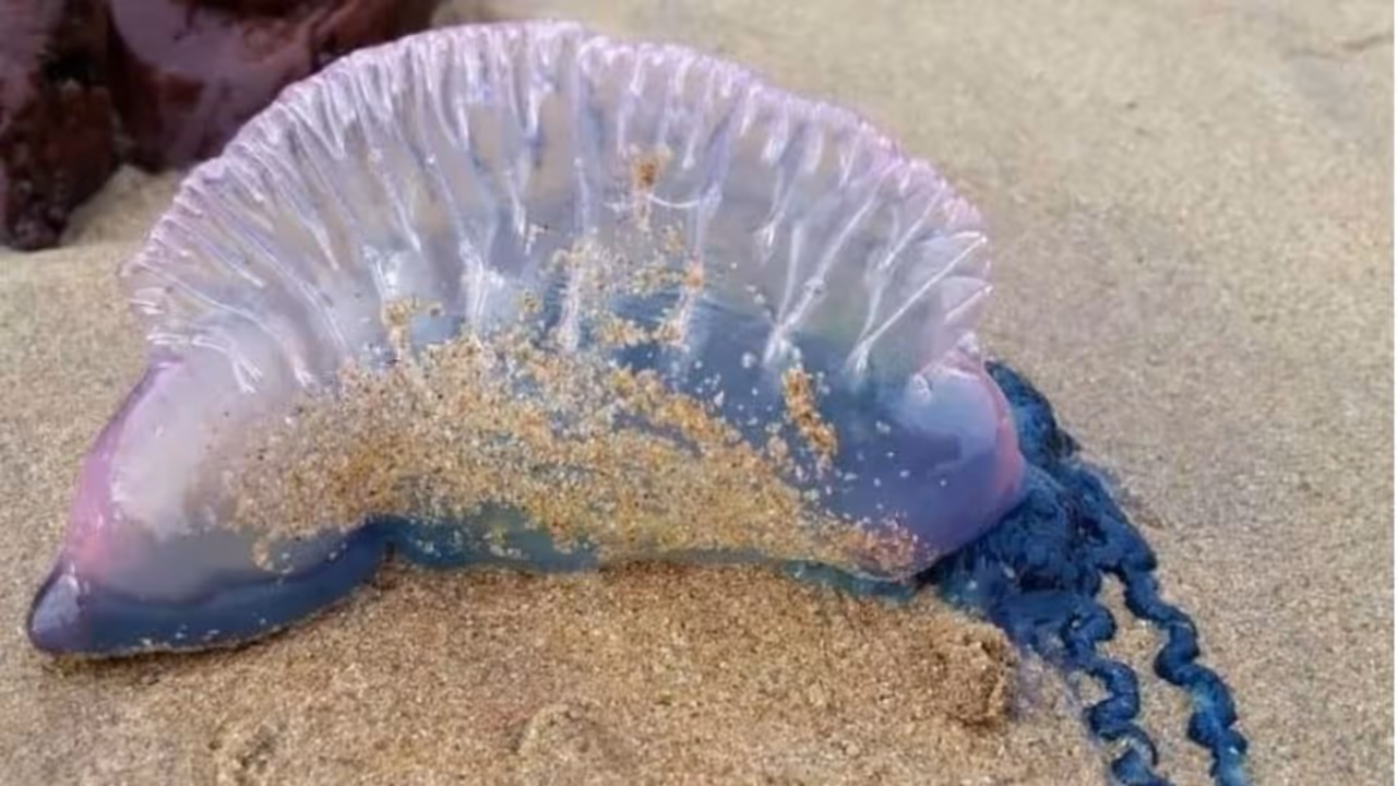 Floating terrors Floating terrors