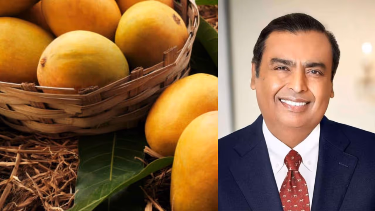 Mukesh Ambani Jamnagar Mango Mukesh Ambani Jamnagar Mango