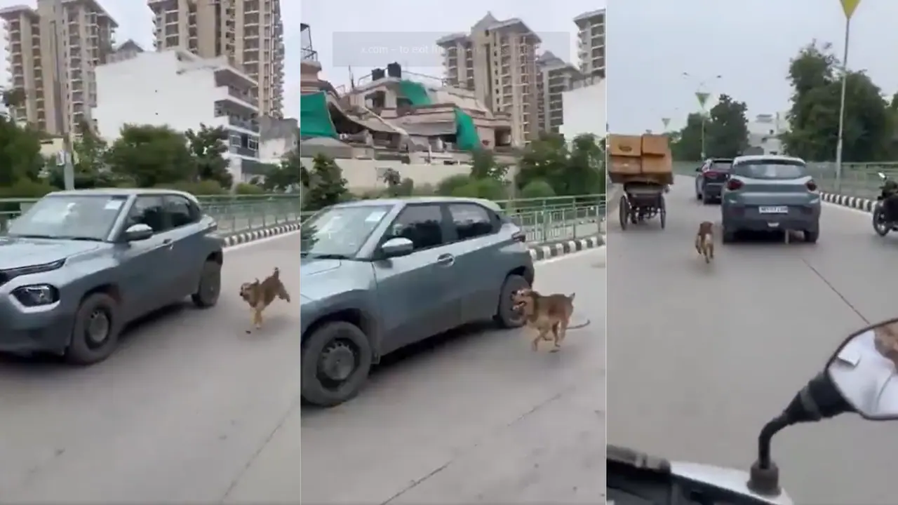 Dog chase owner Faridabad