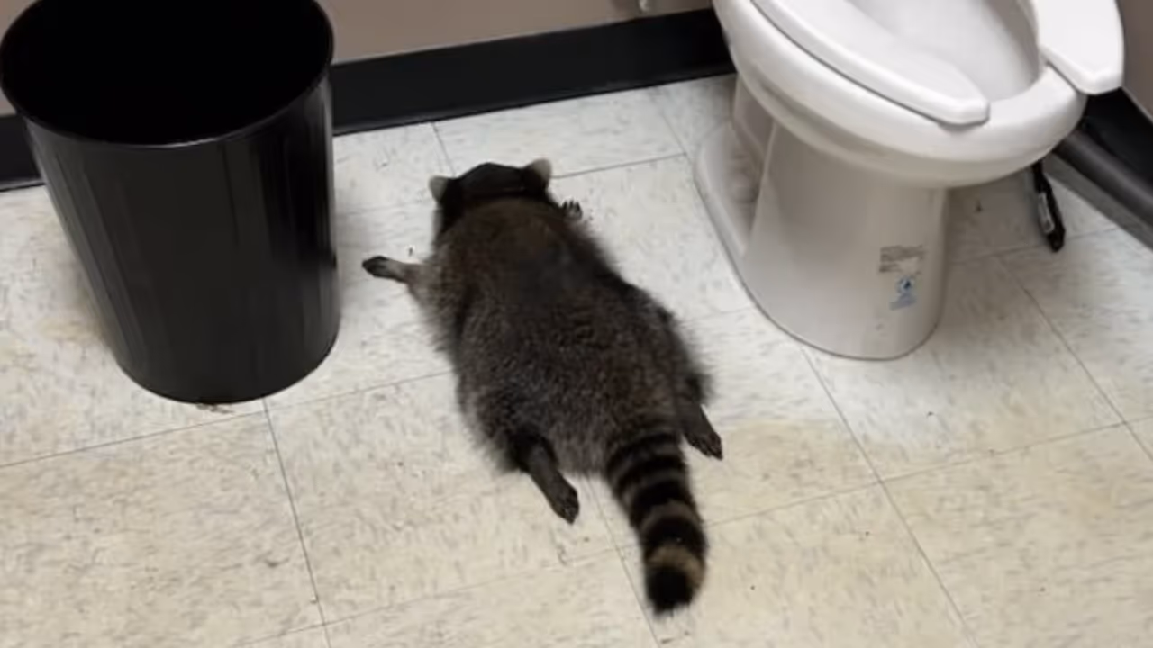 raccoon drinks alcohol in US