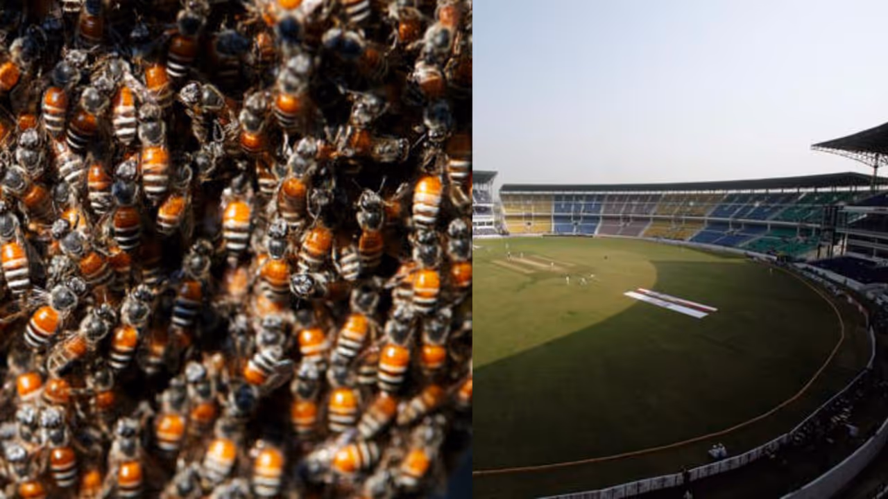 Bee attacks during cricket match Bee attacks during cricket match