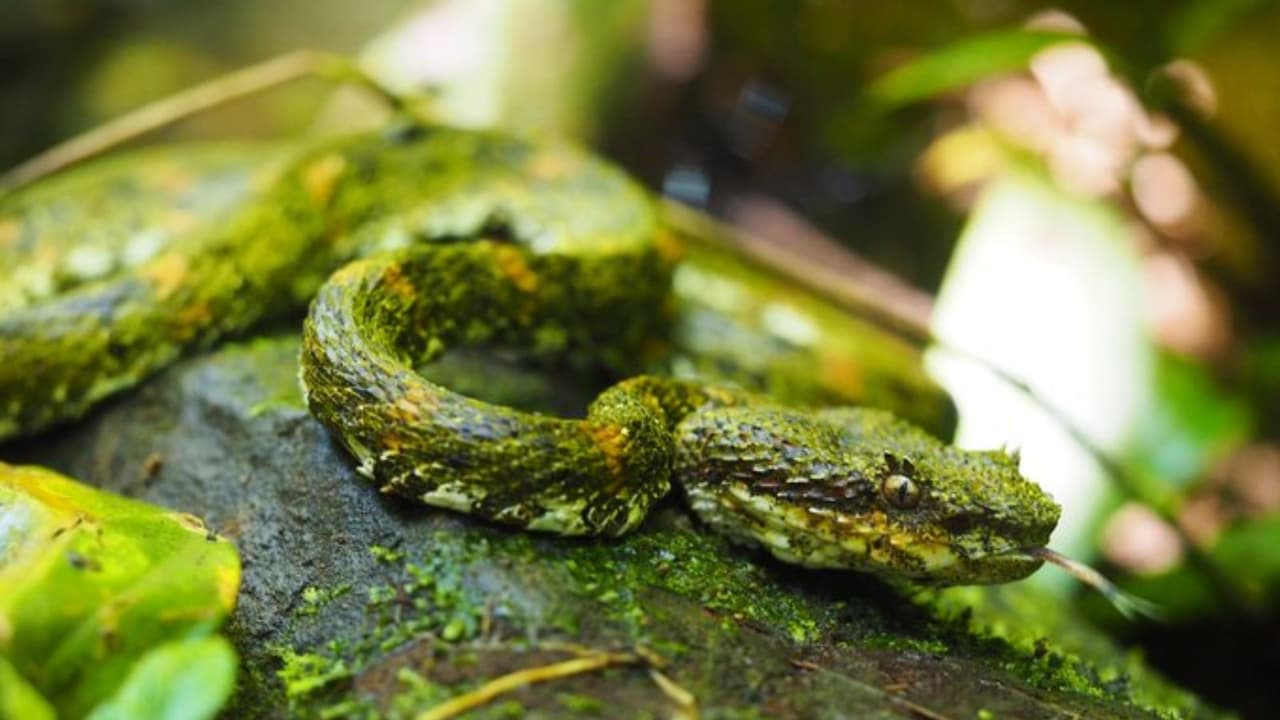 Eyelash viper Eyelash viper