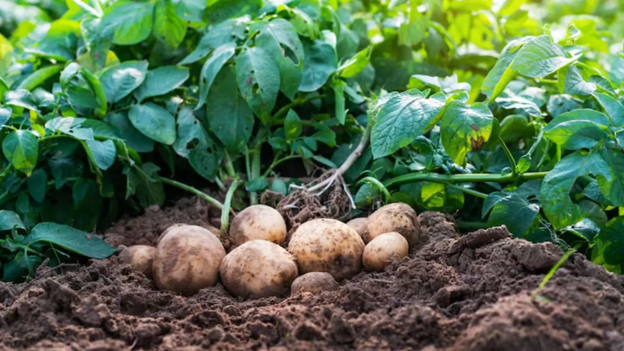 _Potato antioxidants _Potato antioxidants
