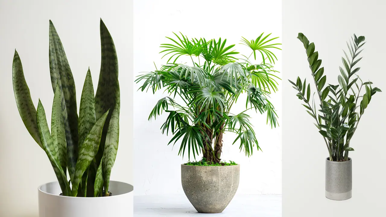 indoor plant indoor plant