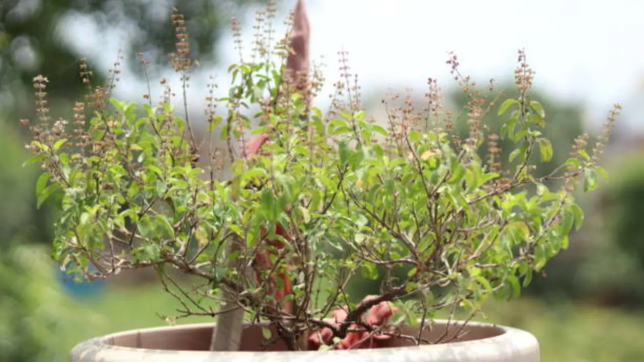 How to save tulsi from scorching heat naturally How to save tulsi from scorching heat naturally