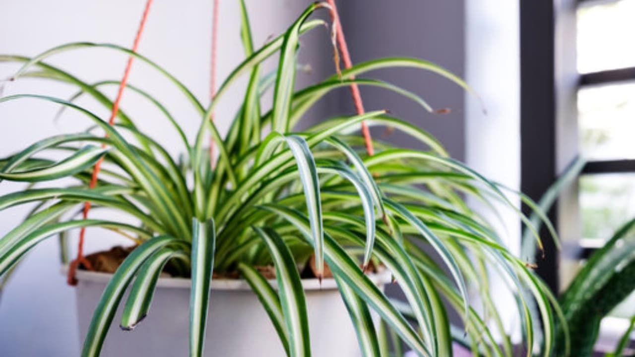 Best summer care tips for spider plant indoors Best summer care tips for spider plant indoors