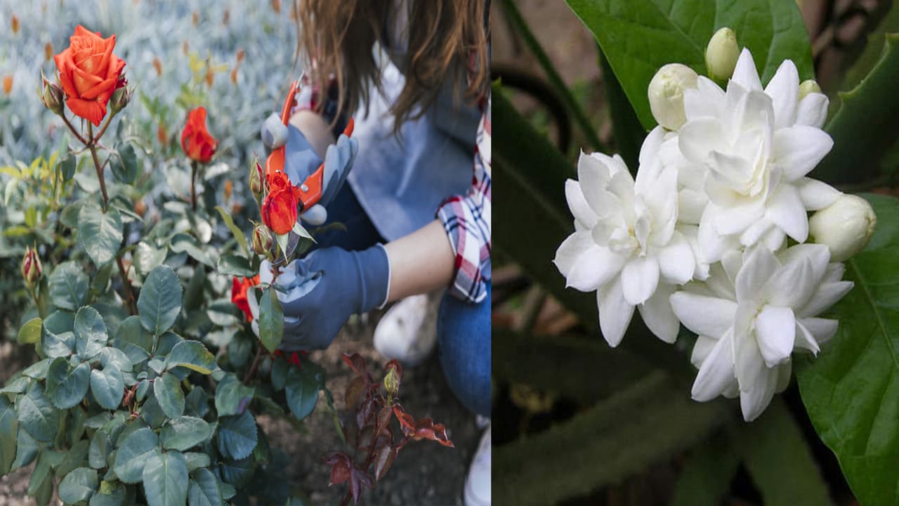 Plant Care Tips Plant Care Tips