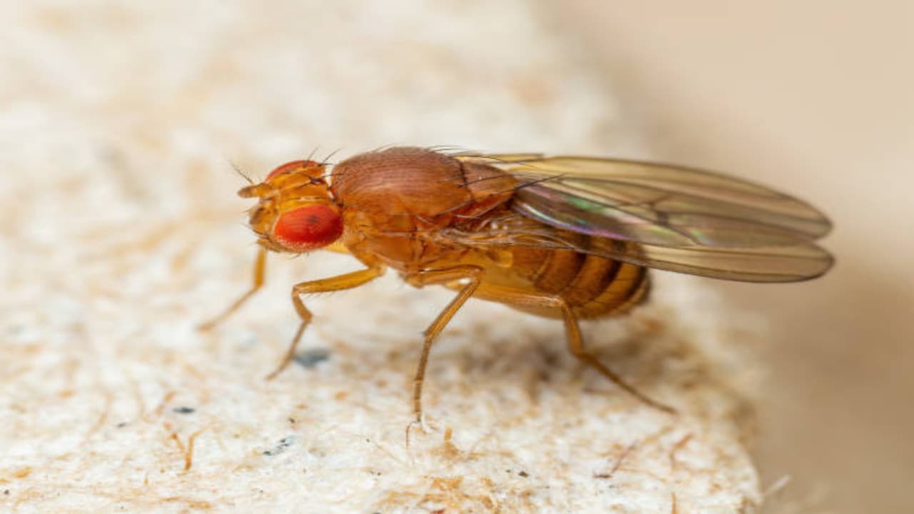 simple and natural tricks that banish fruit flies