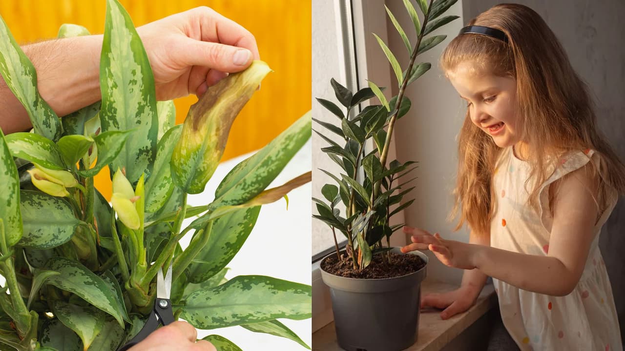 7 Indoor plants can harm and cause problems 7 Indoor plants can harm and cause problems