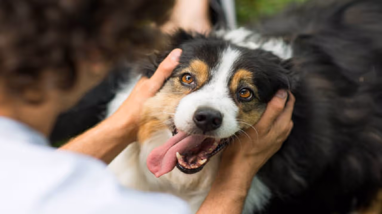 Gopalganj dog attack