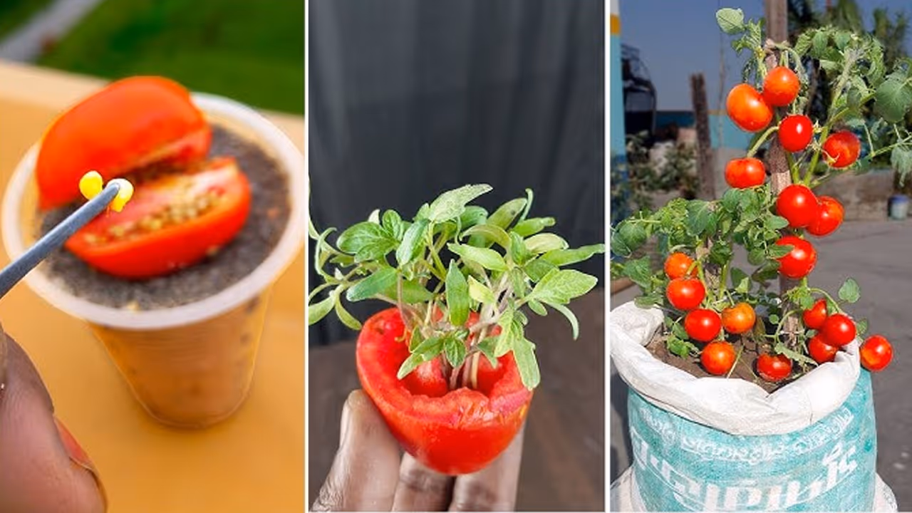 How to Grow tomatoes in balcony right now