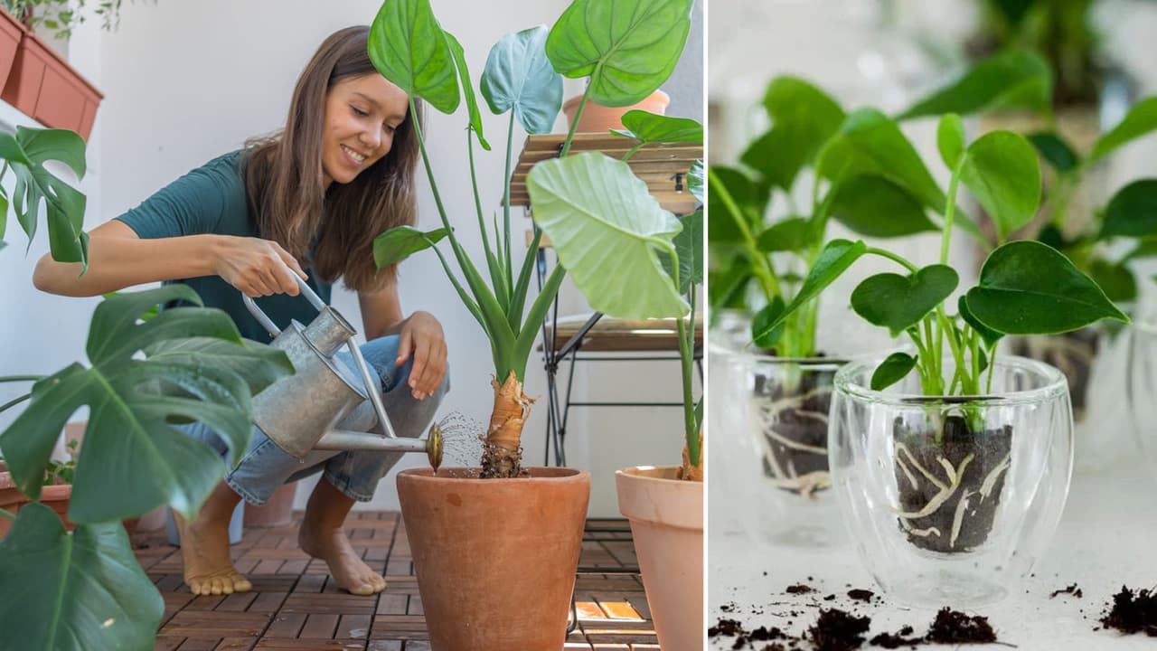5 solutions to Save overwatered Plants 5 solutions to Save overwatered Plants