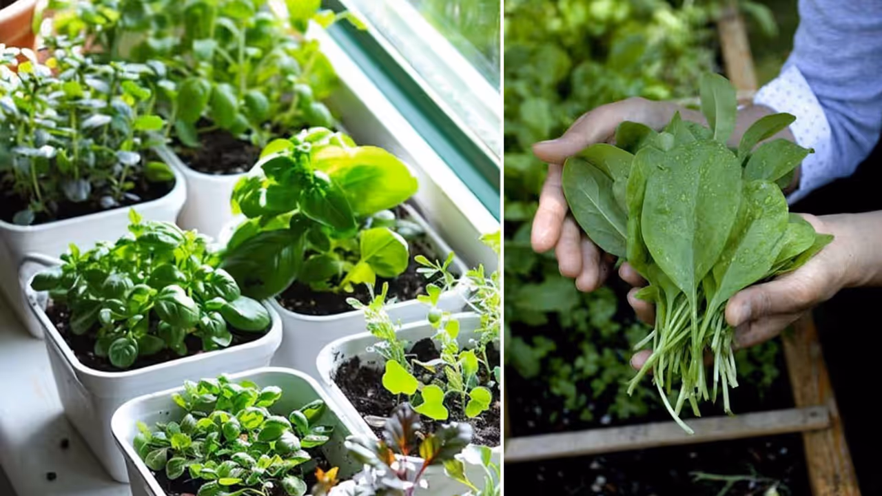 Kitchen garden spinach Growing Fast Tips