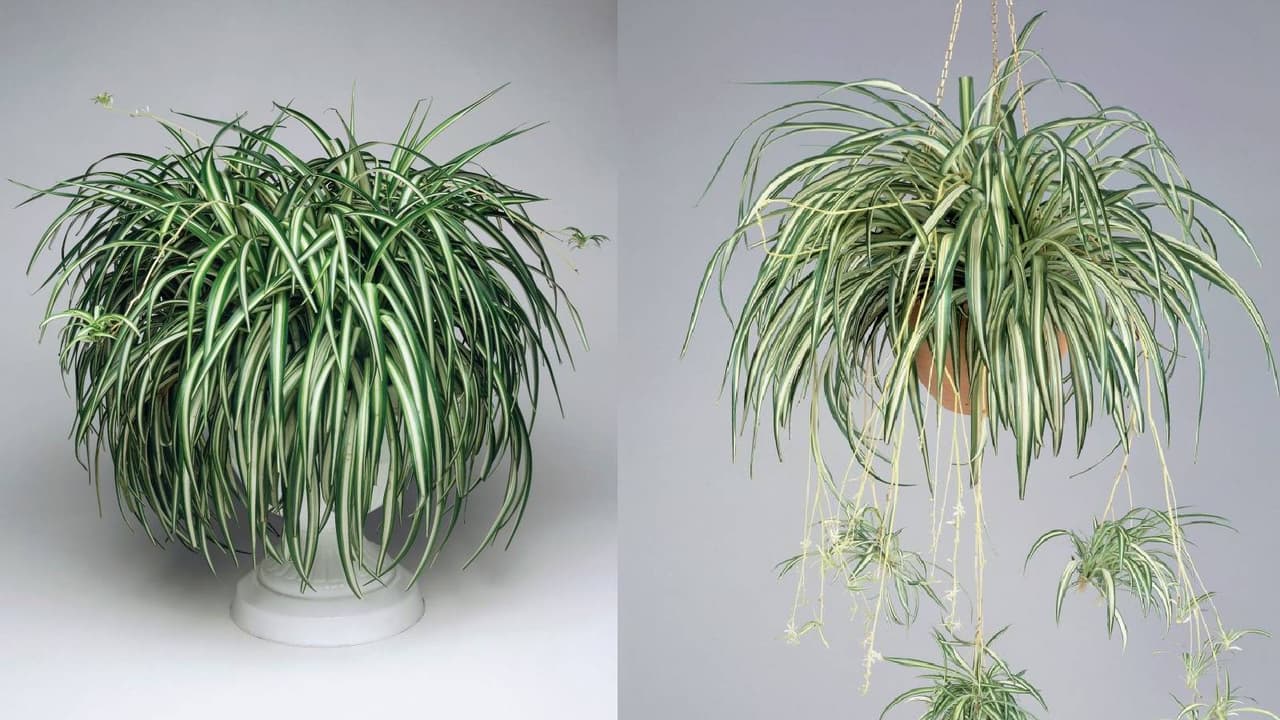 Spider Plant Propagation
