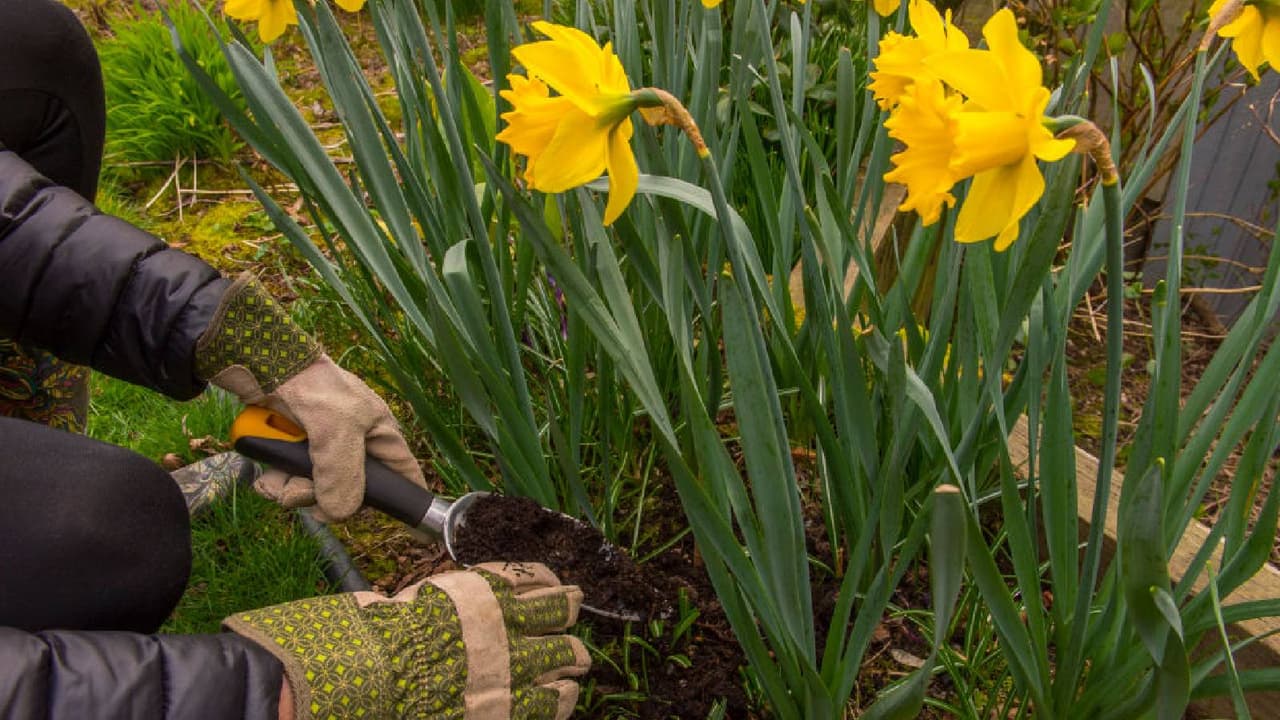 winter gardening tips
