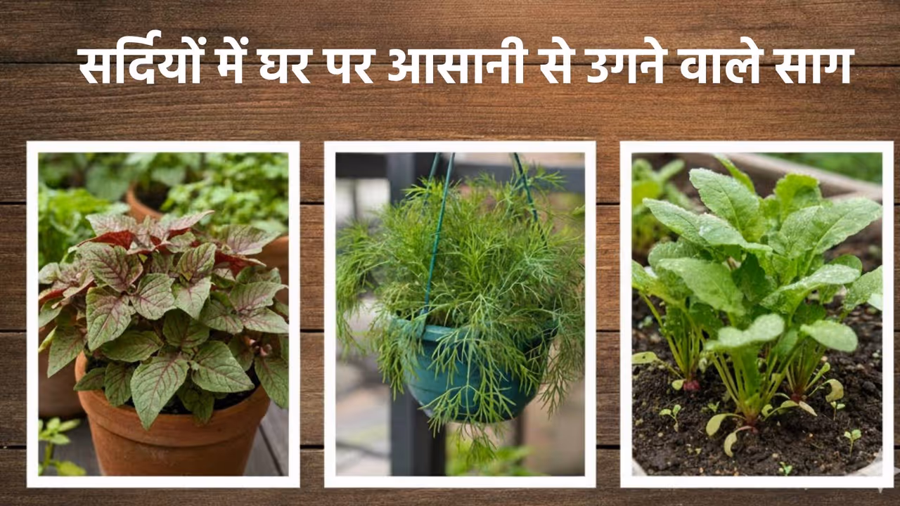 Winter greens at home