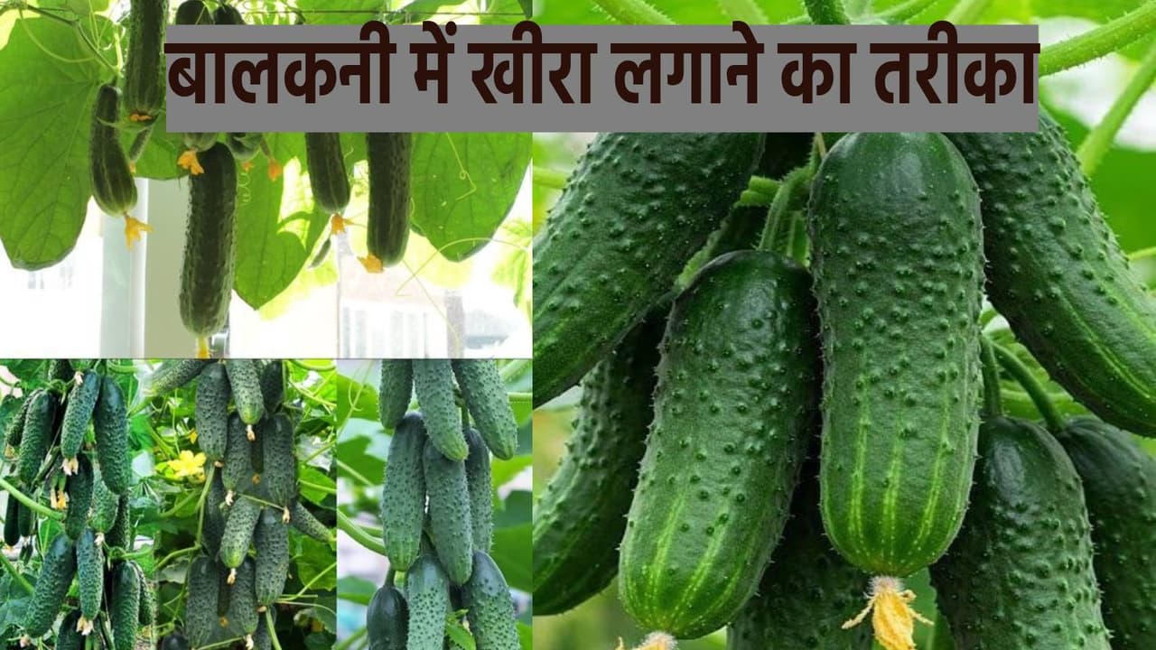 grow cucumber in balcony grow cucumber in balcony