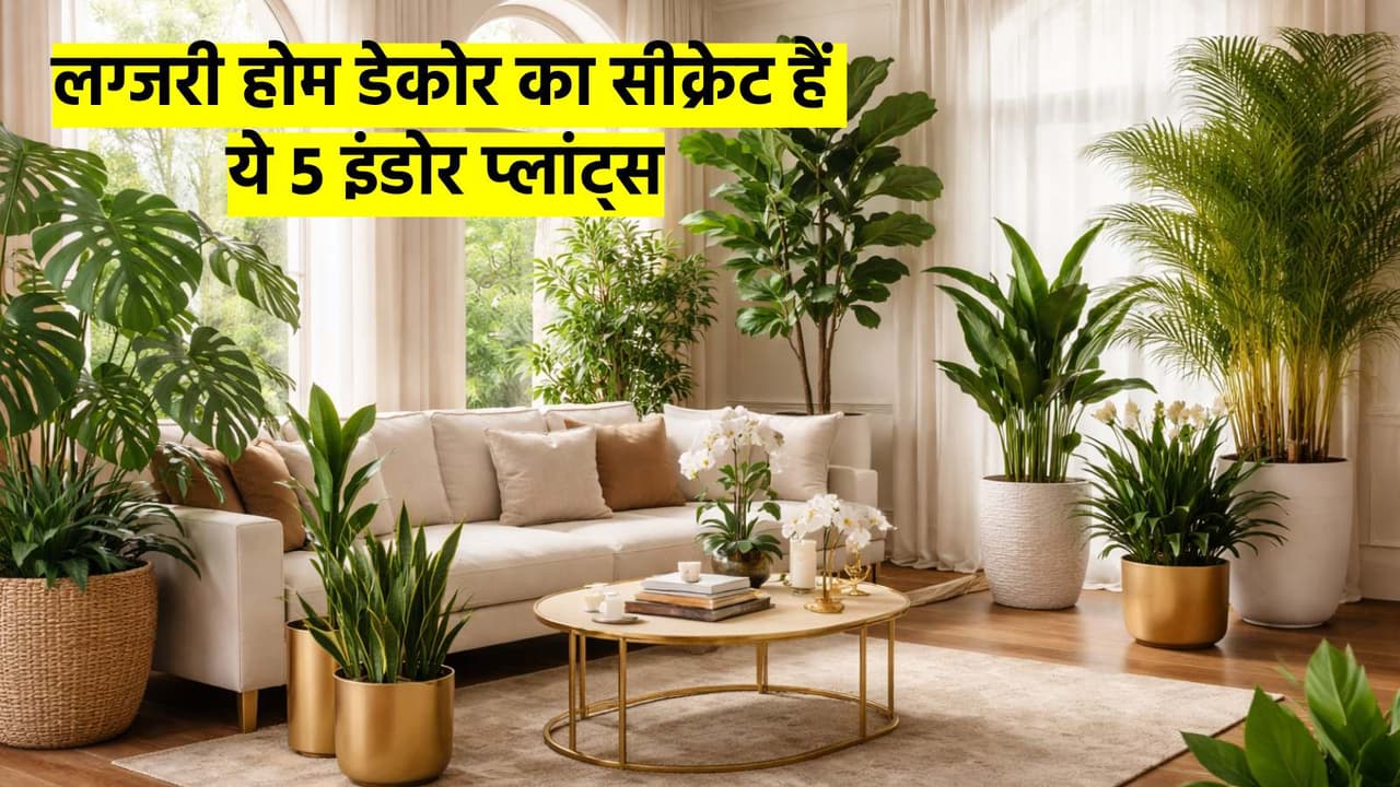indoor plants for rich homes indoor plants for rich homes
