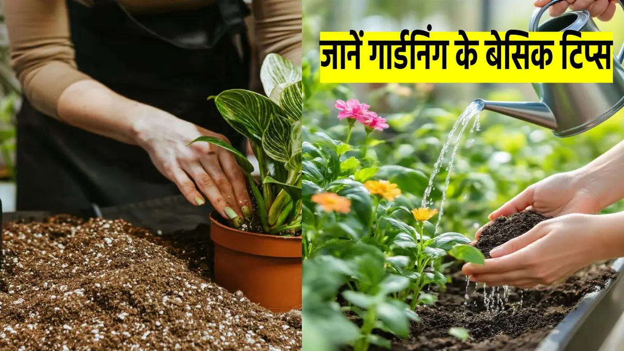 gardening basic tips gardening basic tips