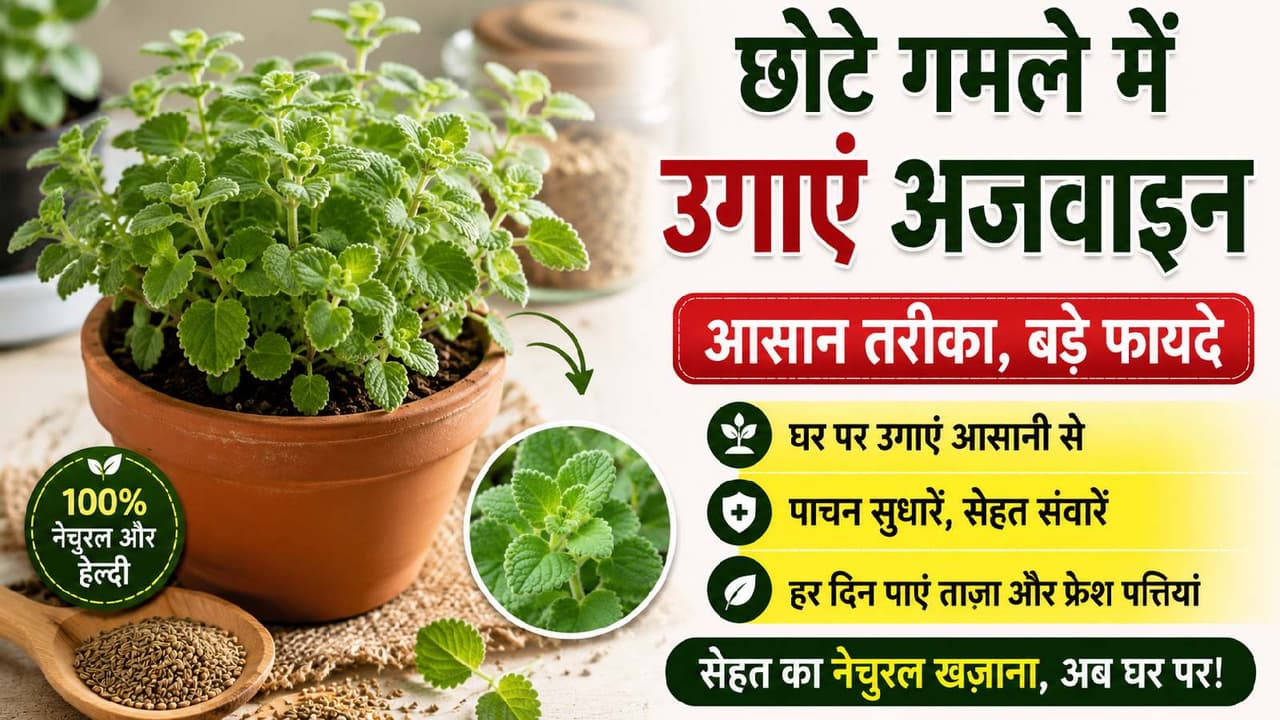 Ajwain Plant Growing Tips Ajwain Plant Growing Tips