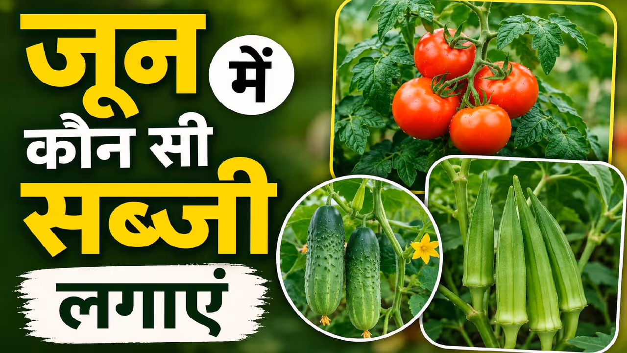 June vegetable gardening June vegetable gardening