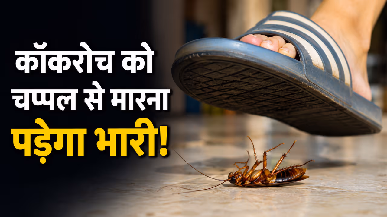 Cockroach Facts Cockroach Facts