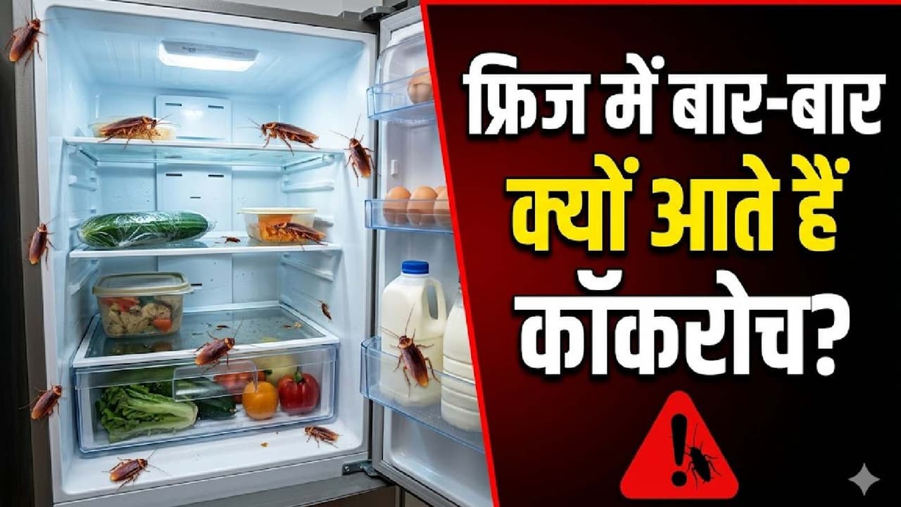 cockroaches in fridge cockroaches in fridge