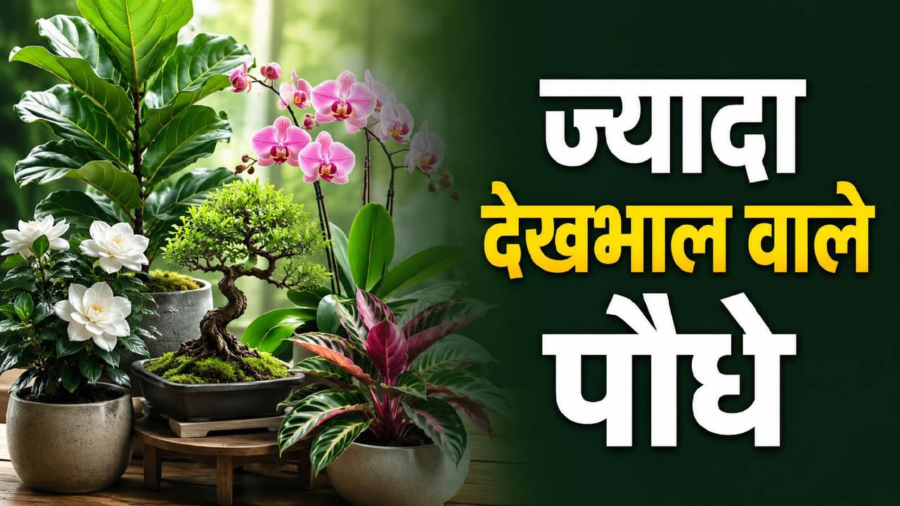 high care plants high care plants