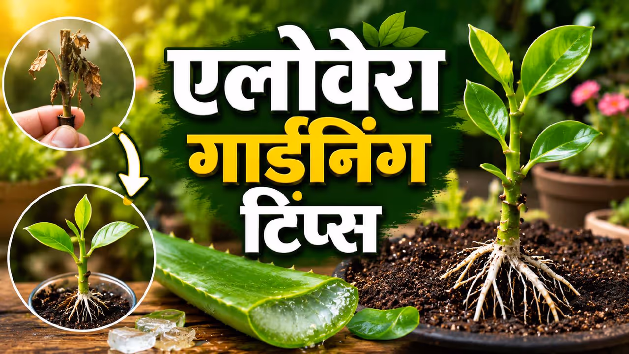 aloe vera for plant aloe vera for plant