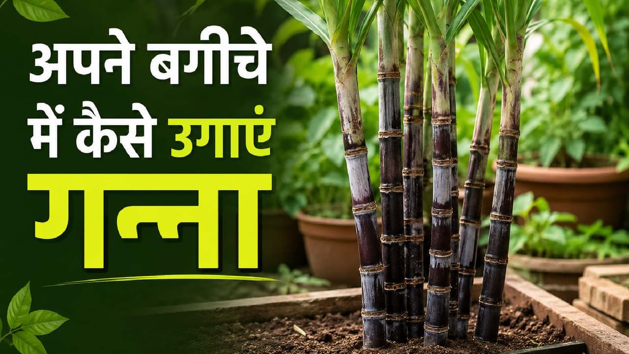 sugarcane propagation from single stalk sugarcane propagation from single stalk
