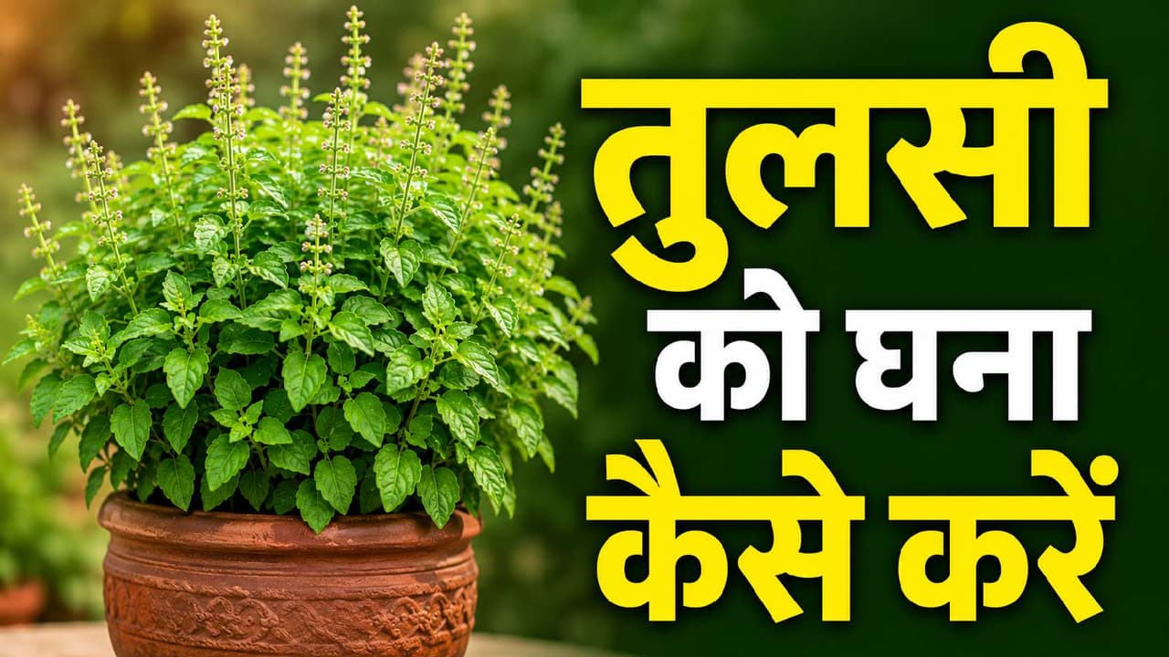 tulsi tips tulsi tips