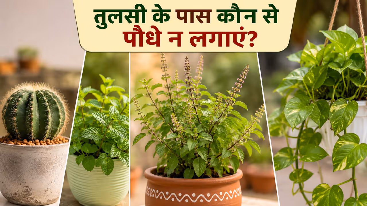 tulsi care tips tulsi care tips