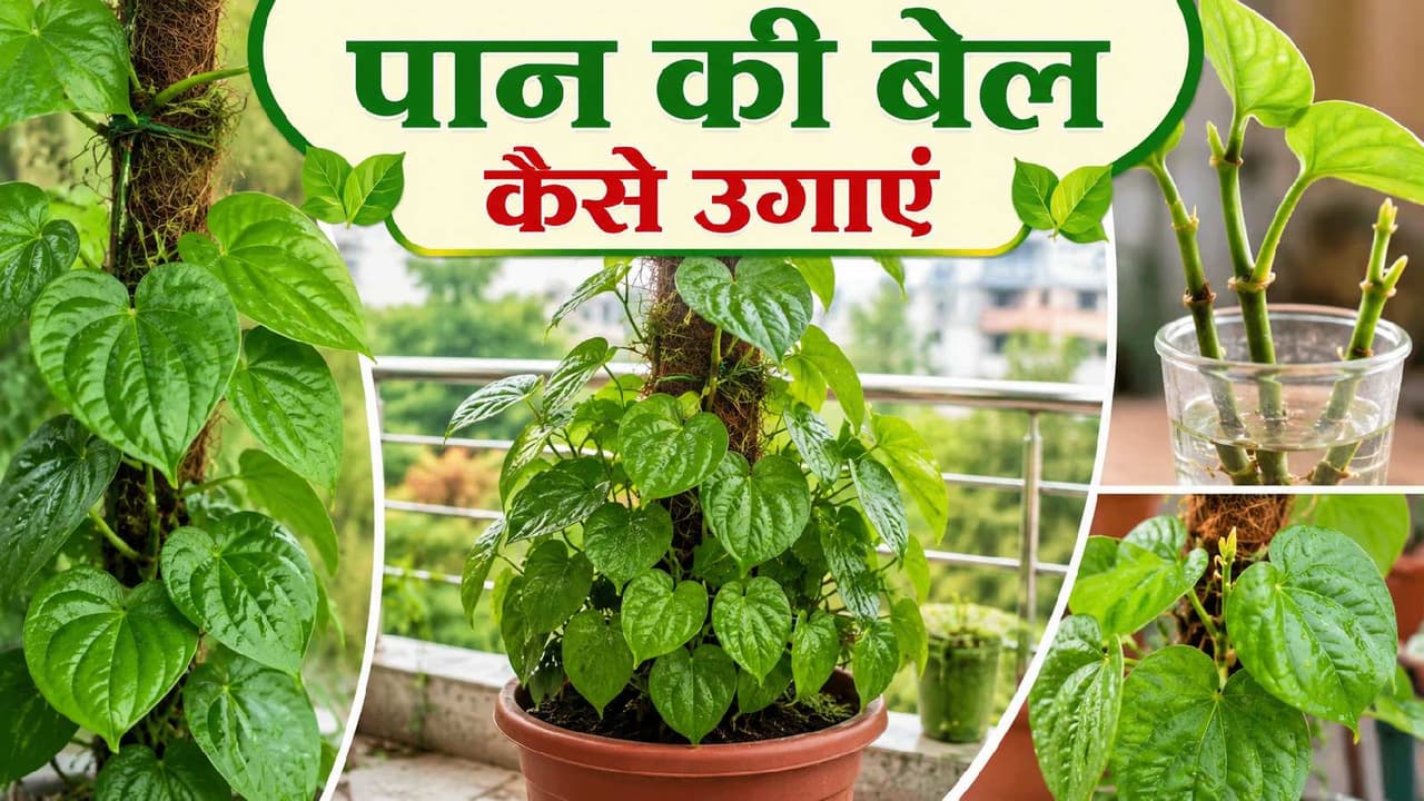Gardening Tips Gardening Tips