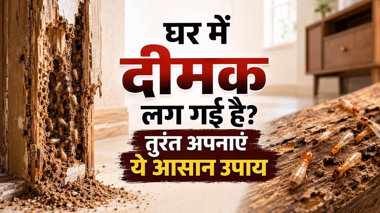 Termite prevention tips Termite prevention tips