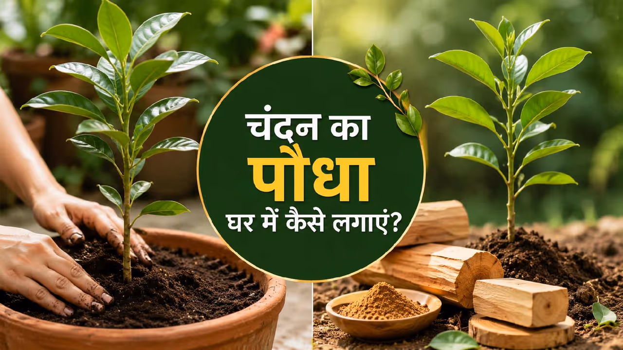 Sandalwood Farming Sandalwood Farming