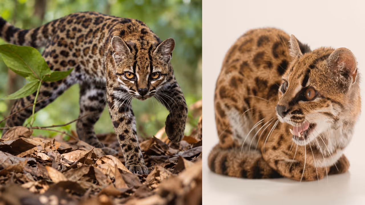 wild cat wild cat