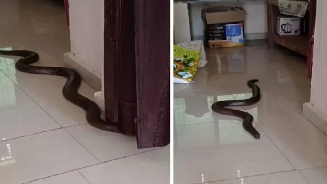 Rajasthan Latest News Rajasthan Latest News