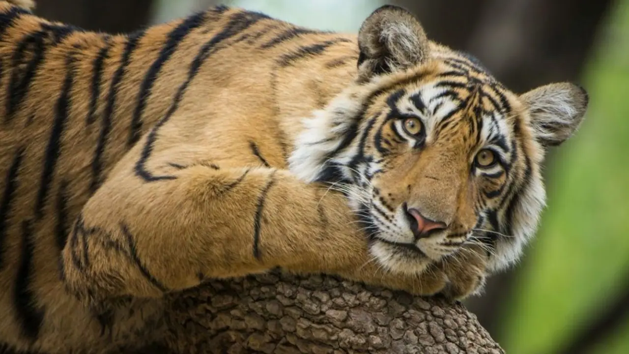 Ranthambore National Park