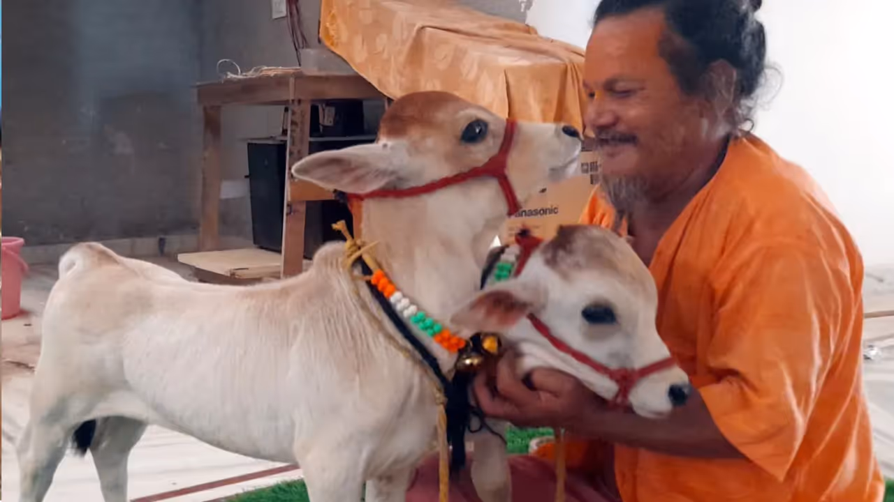 punganur breed of cows punganur breed of cows