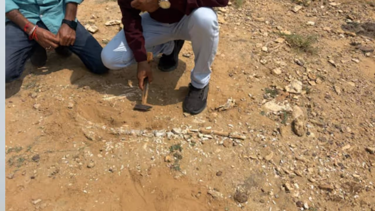 Dinosaur Fossil Discovery Dinosaur Fossil Discovery