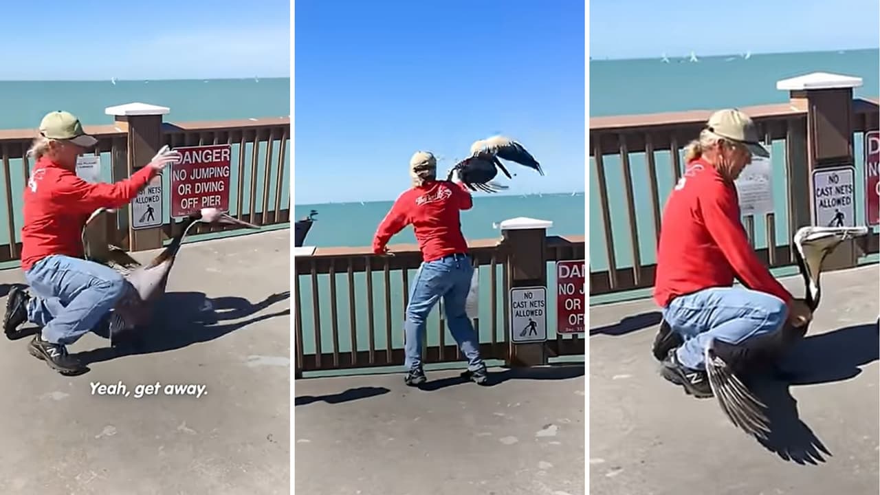 Viral video shows man rescuing pelican trapped by fishing wire by cutting fishing wire from its beak Viral video shows man rescuing pelican trapped by fishing wire by cutting fishing wire from its beak