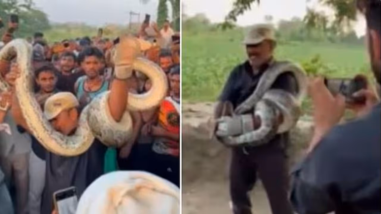 Villagers Rescue Snake Catcher from Python