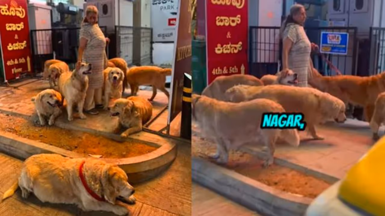 Bengaluru woman walks Golden Retrievers