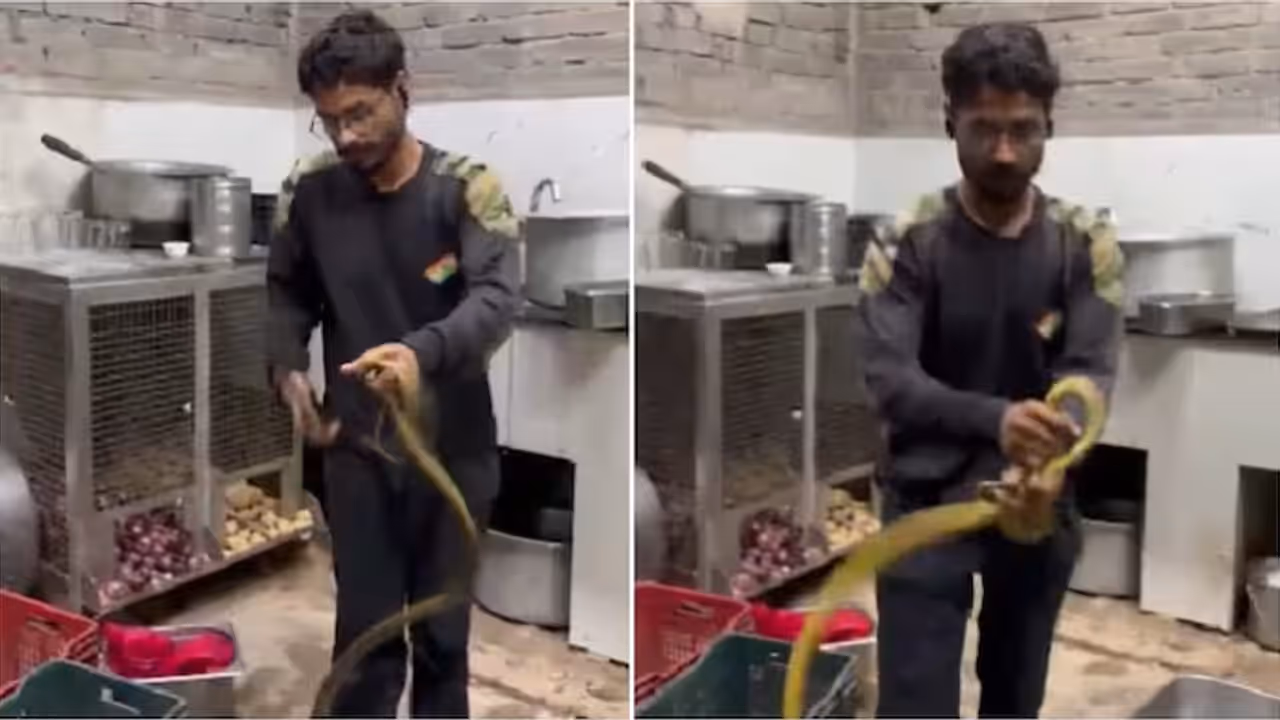 5 Foot Snake Found Among Kitchen Utensils at Rajasthan Resort 5 Foot Snake Found Among Kitchen Utensils at Rajasthan Resort