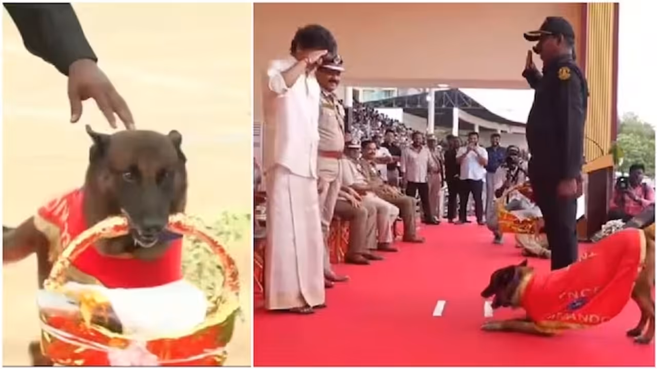 Police Dog Rocky Greets CM Vijay With Flowers, Steals the Show at Medal Ceremony in Chennai Police Dog Rocky Greets CM Vijay With Flowers, Steals the Show at Medal Ceremony in Chennai