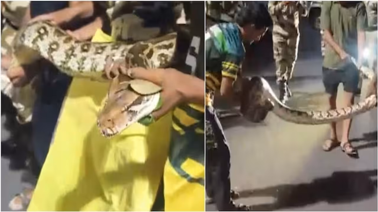 Watch: Giant 10 Foot Python Hides Outside Airport Departure Gate, Security Springs Into Action Watch: Giant 10 Foot Python Hides Outside Airport Departure Gate, Security Springs Into Action