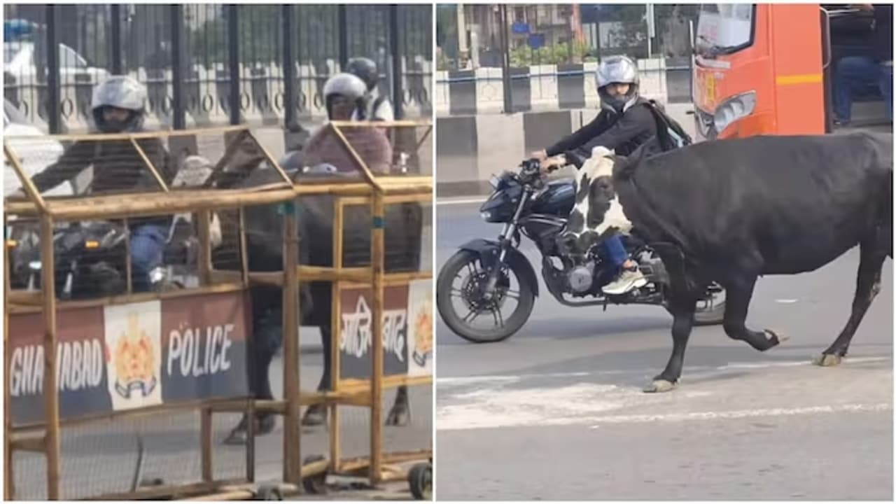 Biker Risks Himself & Shields Stranded Cow From Traffic, Stays Beside Her Until She Reaches Safety Biker Risks Himself & Shields Stranded Cow From Traffic, Stays Beside Her Until She Reaches Safety