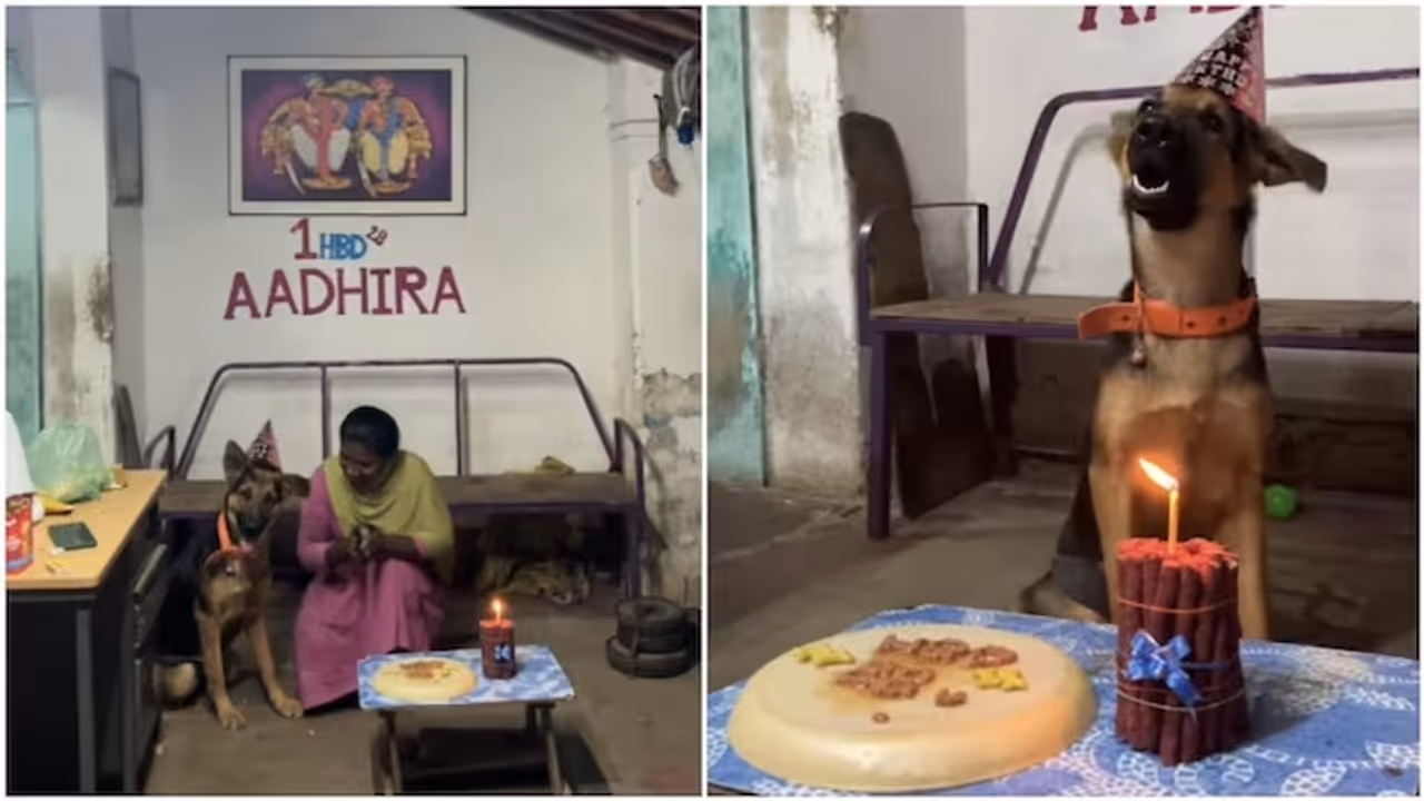 Dog’s First Birthday Turns Into Full Family Celebration With Cake, Cap And Happy Birthday Song Dog’s First Birthday Turns Into Full Family Celebration With Cake, Cap And Happy Birthday Song